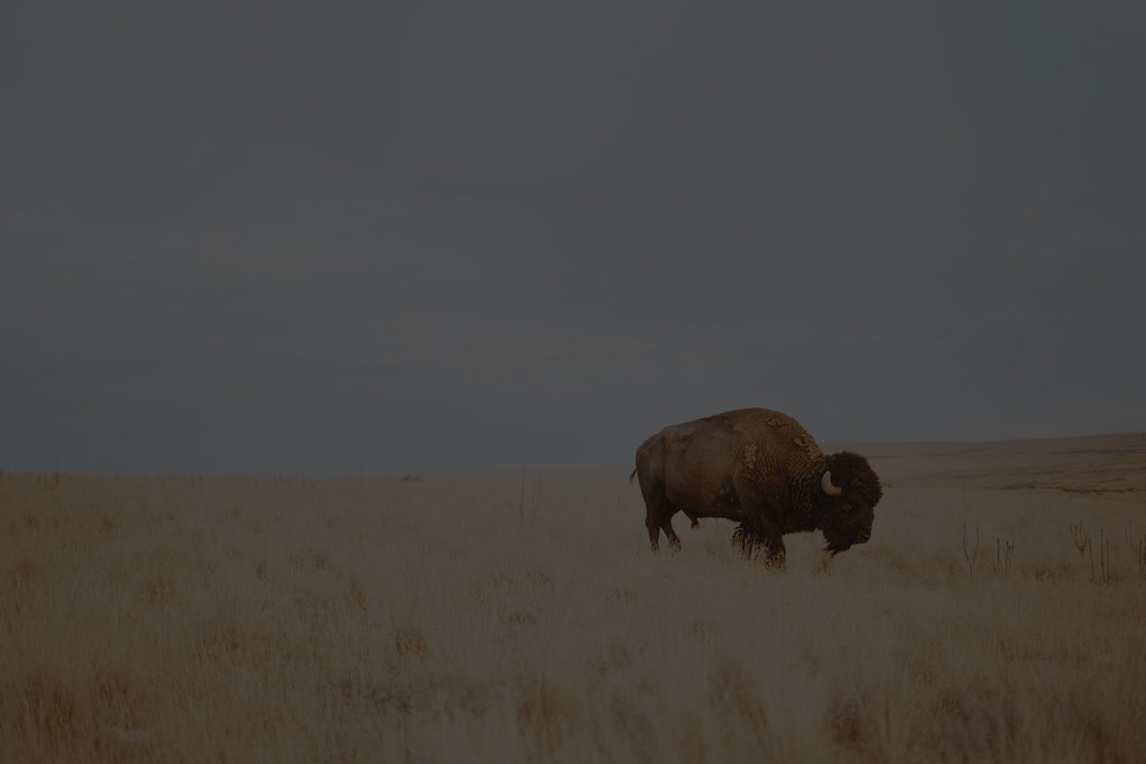 buffalo on the prairie